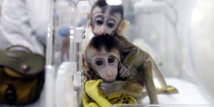 China clones five gene-edited monkeys (Study)