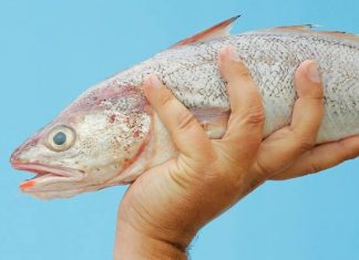 Fish fumes blamed for allergy death of boy, father says Fish fumes blamed for allergy death of boy, father says