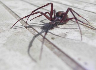 Police respond to spider death threats, Report Police respond to spider death threats, Report