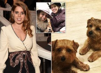 Princess Beatrice dog poisoned during his walk Princess Beatrice dog poisoned during his walk