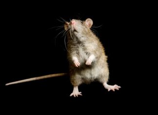 Rats ‘not to blame’ for Glasgow bubonic plague outbreak in 1900, Report Rats 'not to blame' for Glasgow bubonic plague outbreak in 1900, Report