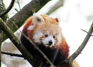 Red panda goes missing from Belfast zoo, Report Red panda goes missing from Belfast zoo, Report