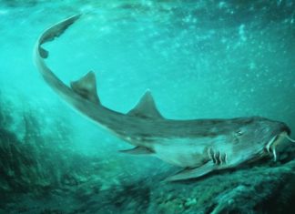 Shark Species With ‘Spaceship-Shaped’ Teeth Discovered, Report Shark Species With ‘Spaceship-Shaped’ Teeth Discovered, Report