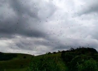 Spiders rain in Brazil, but kinda unsettling event Spiders rain in Brazil, but kinda unsettling event