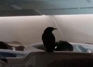 Stowaway bird found 12 hours into business class flight (Photo) Stowaway bird found 12 hours into business class flight (Photo)