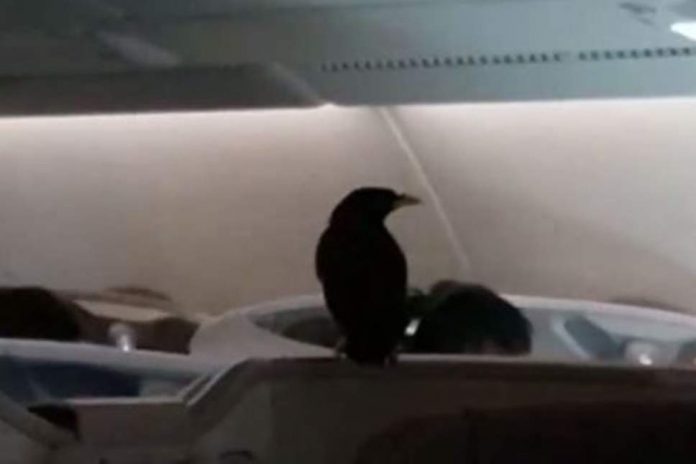 Stowaway bird found 12 hours into business class flight (Photo)