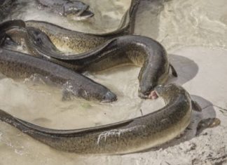 Thames eels found to have ingested cocaine, Study Thames eels found to have ingested cocaine, Study