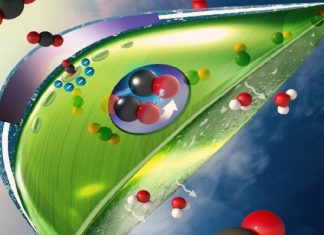 Artificial Leaves Convert CO2 10 Times Better Than Real Ones (Study) Artificial Leaves Convert CO2 10 Times Better Than Real Ones (Study)