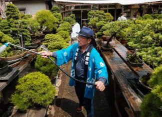 Bonsai theft: Japan couple robbed of 400-year-old tree, Report Bonsai theft: Japan couple robbed of 400-year-old tree, Report