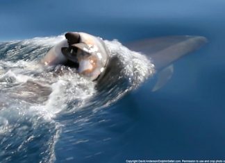 Dolphin carries dead calf for days in NZ, Report Dolphin carries dead calf for days in NZ, Report