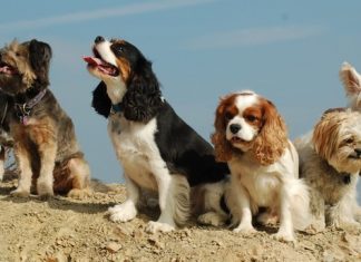 French ban dog barking, owners facing fines French ban dog barking, owners facing fines