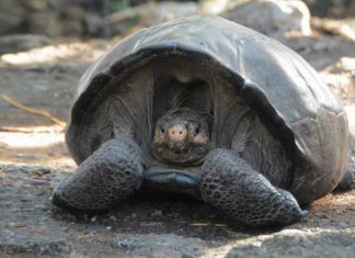 Giant tortoise thought extinct is found after 100 years Giant tortoise thought extinct is found after 100 years