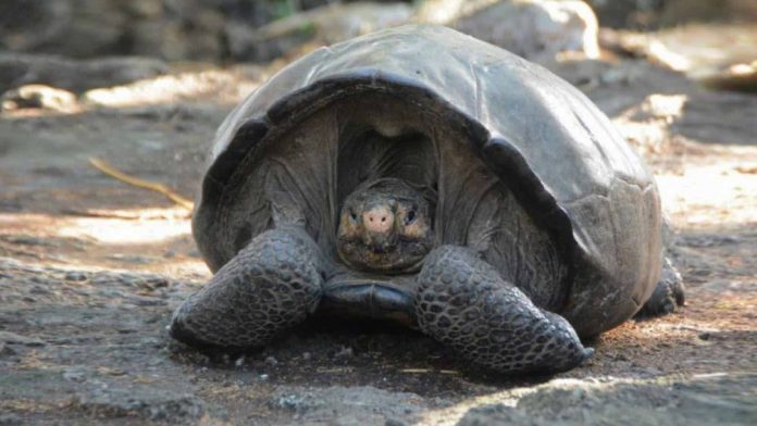 Giant tortoise thought extinct is found after 100 years