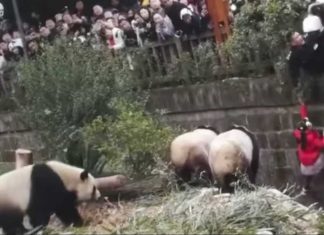Girl Falls Into Giant Panda Enclosure at zoo in China Girl Falls Into Giant Panda Enclosure at zoo in China