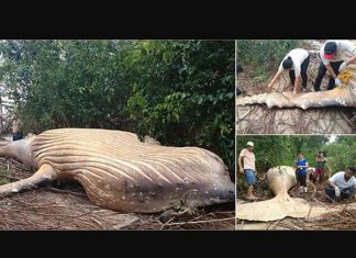 Humpback Whale Washes Ashore in Amazon River (Video) Humpback Whale Washes Ashore in Amazon River (Video)