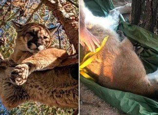 Mountain lion rescued from tree in California backyard Mountain lion rescued from tree in California backyard