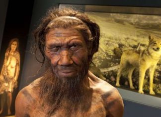 Neanderthal ‘hunched back’ is a MYTH as spine (Study) Neanderthal 'hunched back' is a MYTH as spine (Study)