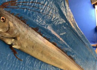 Oarfish washed up dead in Japan raise fears of tsunami Oarfish washed up dead in Japan raise fears of tsunami