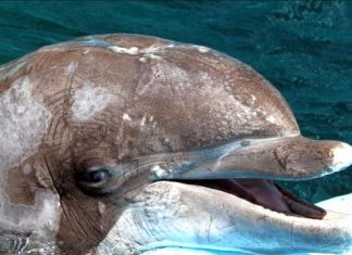 Oldest dolphin dies at age 55, Report Oldest dolphin dies at age 55, Report