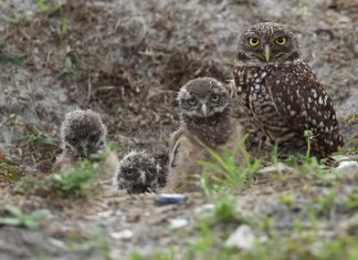 Rare owls thrive in ghost town near Los Angeles International Airport (Photo) Rare owls thrive in ghost town near Los Angeles International Airport (Photo)