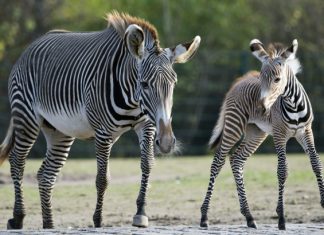 Researchers solve riddle of zebras’ stripes Researchers solve riddle of zebras' stripes