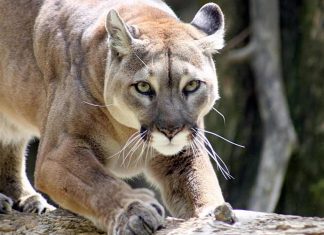 Runner Kills Mountain Lion That Attacked Him, Report Runner Kills Mountain Lion That Attacked Him, Report
