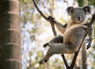 ‘Sexy Koala’ Goes Viral After Striking Seductive Pose (Photo) 'Sexy Koala' Goes Viral After Striking Seductive Pose (Photo)