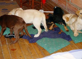 Vet sentenced for smuggling drugs in puppies Vet sentenced for smuggling drugs in puppies