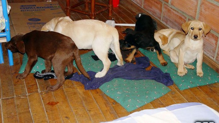 Vet sentenced for smuggling drugs in puppies