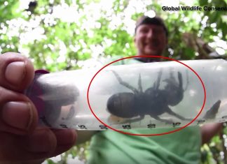World’s Biggest Bee Has Been Found Alive (Watch) World's Biggest Bee Has Been Found Alive (Watch)