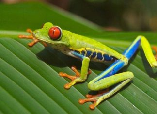 Amphibian apocalypse is twice as bad as scientists thought (Study) Amphibian apocalypse is twice as bad as scientists thought (Study)