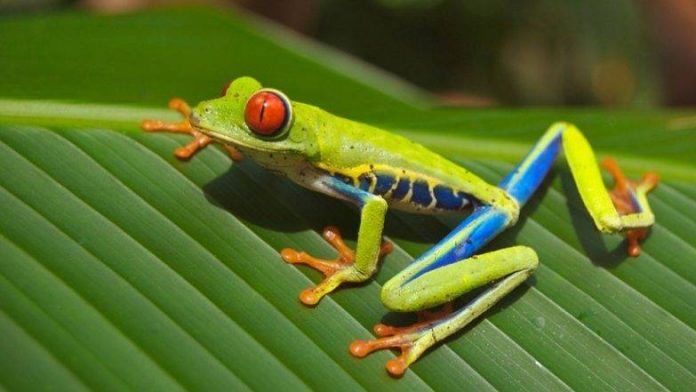 Amphibian apocalypse is twice as bad as scientists thought (Study)