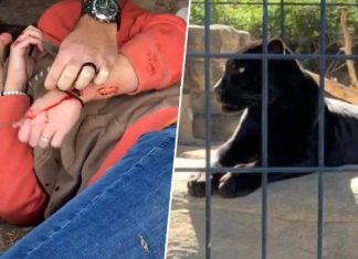 Arizona zoo Jaguar attack woman who crossed over barrier Arizona zoo Jaguar attack woman who crossed over barrier