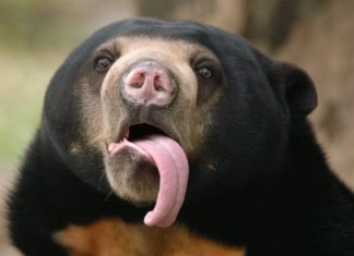 Bears can mimic complex facial expressions to communicate, Report Bears can mimic complex facial expressions to communicate, Report