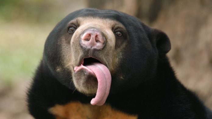 Bears can mimic complex facial expressions to communicate, Report