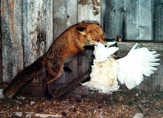 Chickens kill fox, Keep that in mind as you read this story Chickens kill fox, Keep that in mind as you read this story