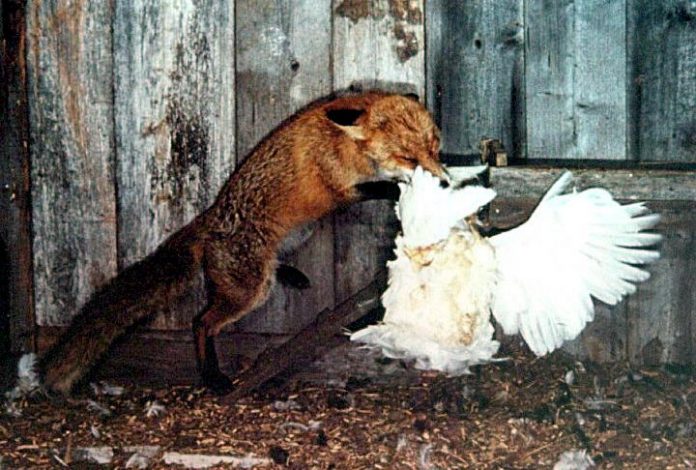 Chickens kill fox, Keep that in mind as you read this story
