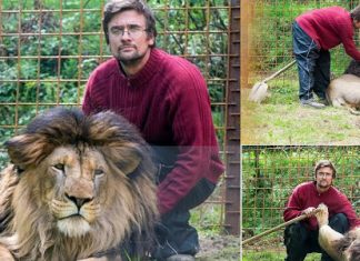 Czech man mauled to death by his pet lion, Report Czech man mauled to death by his pet lion, Report