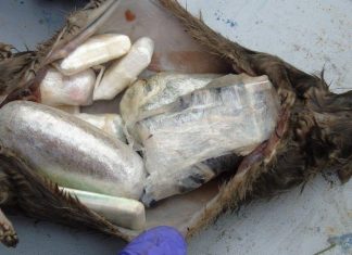 Dead rats used to smuggle drugs and mobile phones into Dorset prison Dead rats used to smuggle drugs and mobile phones into Dorset prison