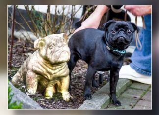 Dog sold on eBay? Social media outraged after family’s dog seized Dog sold on eBay? Social media outraged after family's dog seized