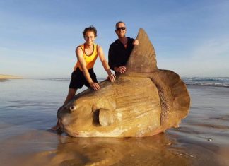 Giant sunfish washes up on beach in Australia (Photo) Giant sunfish washes up on beach in Australia (Photo)