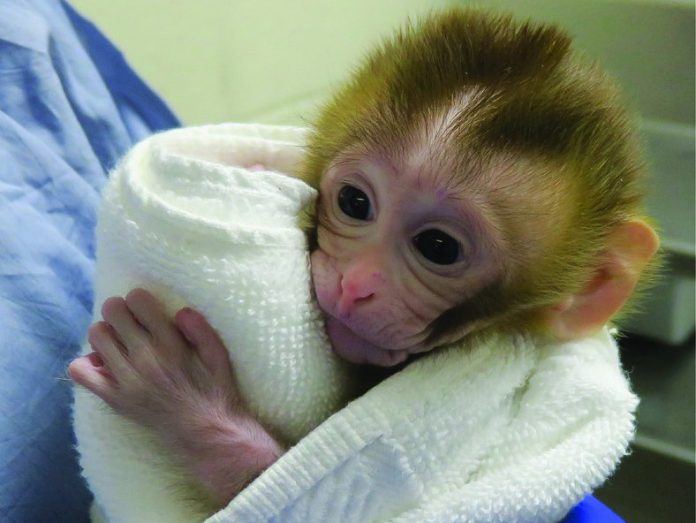 Monkey Born From a Piece of Frozen Tissue