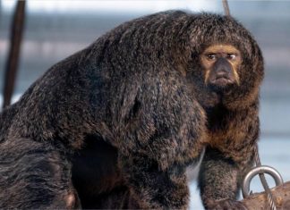Muscular monkey that ‘looks like bodybuilder’ stuns zoo visitors Muscular monkey that 'looks like bodybuilder' stuns zoo visitors