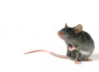 Singing Mice, Researchers Find Clue to Our Own Rapid Conversations Singing Mice, Researchers Find Clue to Our Own Rapid Conversations