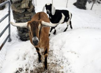 US town elects goat as ‘mayor’ (Photo) US town elects goat as 'mayor' (Photo)