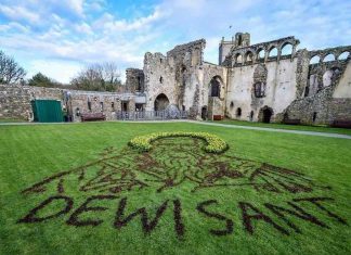Welsh artist creates giant portrait of Saint David using daffodils (Photo) Welsh artist creates giant portrait of Saint David using daffodils (Photo)