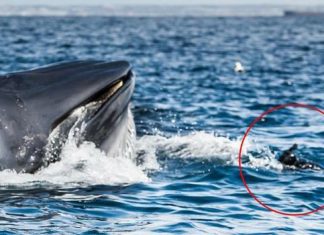 Whale swallowed diver, Rare Photos Show Near-Death Escape Whale swallowed diver, Rare Photos Show Near-Death Escape