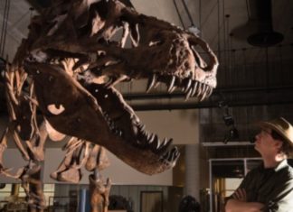 World’s Biggest T-Rex Discovered in Canada, Report World's Biggest T-Rex Discovered in Canada, Report