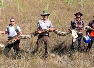 17-foot python is largest ever removed from Florida (Photo) 17-foot python is largest ever removed from Florida (Photo)