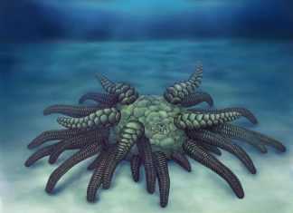 430 Million-Year-Old Sea Cucumber found (Study) 430 Million-Year-Old Sea Cucumber found (Study)